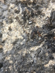 Collembola