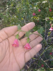 Hibiscus poeppigii