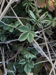 Potentilla incana