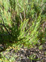 Othonna leptodactyla