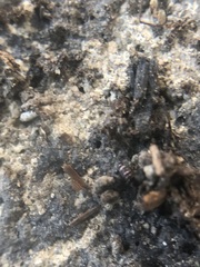 Collembola