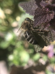 Apis mellifera