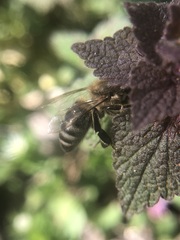Apis mellifera