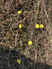 Potentilla incana