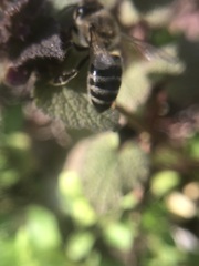 Apis mellifera