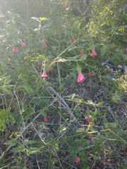 Hibiscus poeppigii