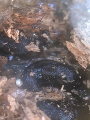 Gastropoda
