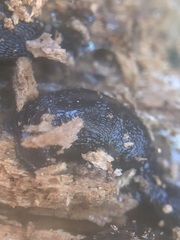 Gastropoda