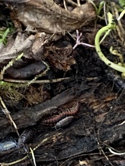 Pseudopolydesmus canadensis