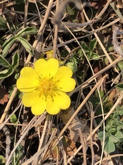 Potentilla incana