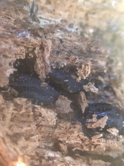 Gastropoda