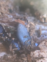 Gastropoda