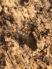 Gastropoda
