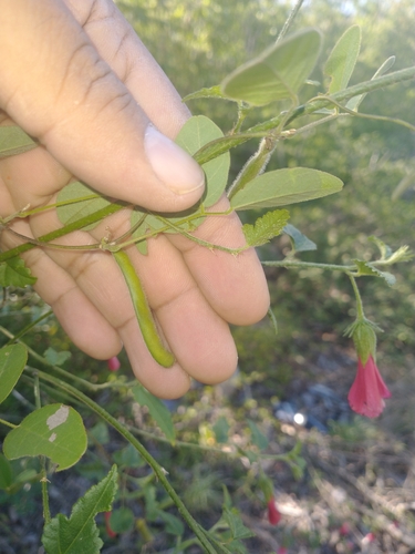 Image of Hibiscus poeppigii by (c) Juan Cruzado Cortés, some rights reserved (CC BY-SA)