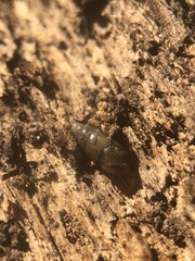 Gastropoda