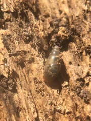 Gastropoda