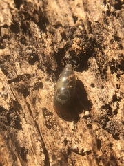 Gastropoda
