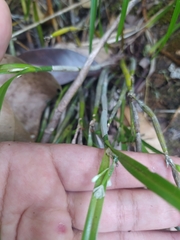 Scaphyglottis behrii