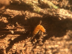 Insecta