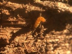 Insecta