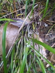 Scaphyglottis behrii