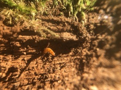 Insecta