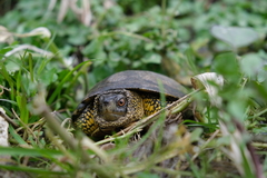 Emys orbicularis persica