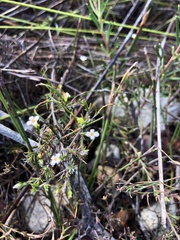 Lachnaea filicaulis