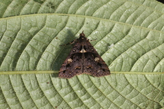 Polypogon pulchellescens