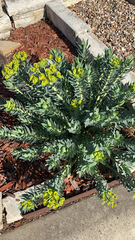 Myrsiniteae