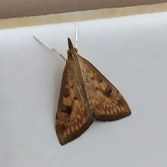 Udea ferrugalis