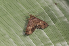 Polypogon pulchellescens