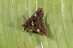 Polypogon pulchellescens