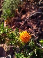 Dolichlasium lagascae