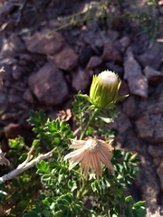 Dolichlasium lagascae