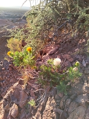 Dolichlasium lagascae