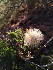 Dolichlasium lagascae