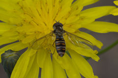 Episyrphus balteatus