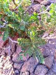 Dolichlasium lagascae