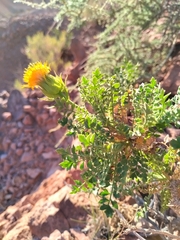 Dolichlasium lagascae