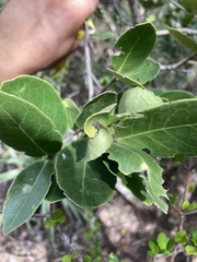 Elaeodendron xylocarpum