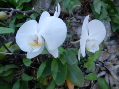 Phalaenopsis amabilis amabilis