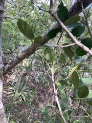 Elaeodendron xylocarpum