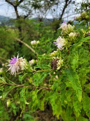 Baccharoides adoensis