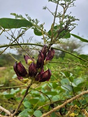 Mucuna coriacea