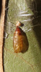 Orygocera thysanarcha