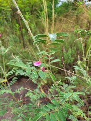 Tephrosia rhodesica