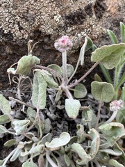 Eriogoneae