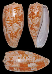 Conus geographus