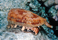 Conus geographus